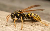Wasp Removal Adelaide image 2